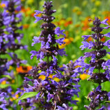 LAVENDER EXTREME