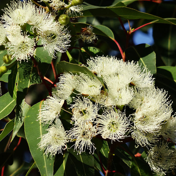 Eucalyptus