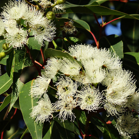 Eucalyptus