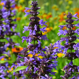 LAVENDER ESSENTIAL
