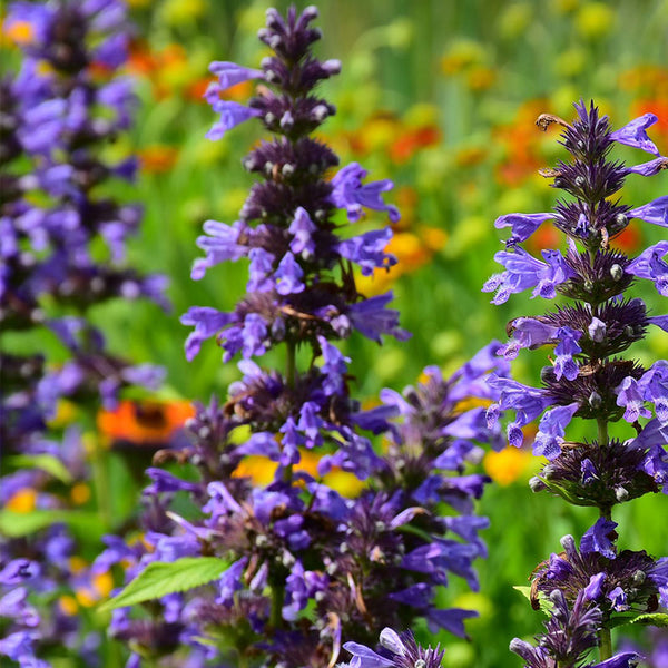 LAVENDER ESSENTIAL