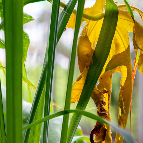 LEMONGRASS ESSENTIAL OIL